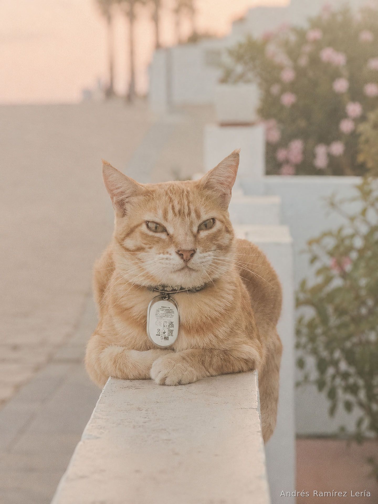Rubio no pertenece del todo a nadie, aunque todos lo sentimos un poco nuestro. El gato de Ari se ha ganado la calle Céfiro a su manera: con libertad, confianza y ese carácter tranquilo de quien sabe que ya forma parte del lugar.